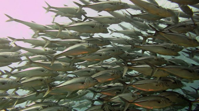 fish-shoal-1190393_1280